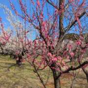 ヒメ日記 2025/03/24 20:33 投稿 ふうか 厚木人妻城