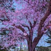 ヒメ日記 2025/03/31 10:27 投稿 ふうか 厚木人妻城