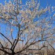 ヒメ日記 2025/07/11 17:08 投稿 ふうか 厚木人妻城