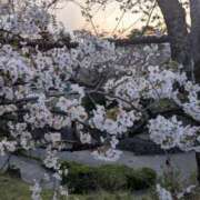 ヒメ日記 2025/08/24 09:07 投稿 ふうか 厚木人妻城