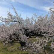 ヒメ日記 2025/11/18 11:19 投稿 ふうか 厚木人妻城