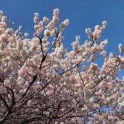 ヒメ日記 2026/03/15 16:07 投稿 ふうか モアグループ厚木人妻城