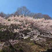 ヒメ日記 2026/03/26 10:40 投稿 ふうか 厚木人妻城