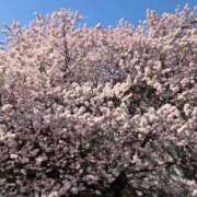 ヒメ日記 2026/04/03 12:41 投稿 ふうか 厚木人妻城