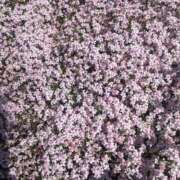 ヒメ日記 2025/04/07 14:29 投稿 るりか 完熟ばなな八王子