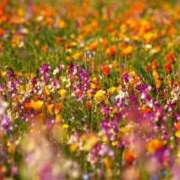 ヒメ日記 2026/04/14 15:30 投稿 のぞみ 妊婦母乳風俗専門店ミルクランド