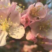 ゆうり そろそろ…春ですね…また寒気来るけど笑 熟女の風俗最終章 宇都宮店