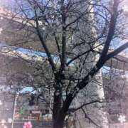 ヒメ日記 2025/03/29 21:34 投稿 弥生（やよい） PLUS難波店