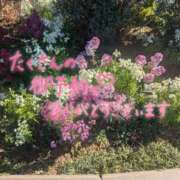 ヒメ日記 2025/01/26 21:02 投稿 あんな 横浜ハートショコラ（シンデレラグループ）