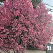 ヒメ日記 2026/03/30 02:03 投稿 れお ばつぐん素人プロダクション