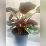 ヒメ日記 2024/12/31 17:04 投稿 まりか 贅沢なひと時