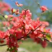 ヒメ日記 2025/04/30 19:31 投稿 吉川 凛美 東京貴楼館