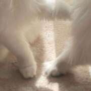 ヒメ日記 2025/05/15 21:23 投稿 吉川 凛美 東京貴楼館