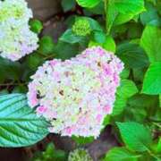 ヒメ日記 2025/06/03 20:53 投稿 吉川 凛美 東京貴楼館