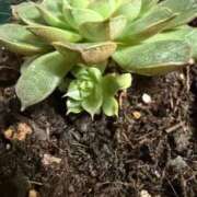 ヒメ日記 2026/01/14 21:21 投稿 吉川 凛美 横浜貴楼館