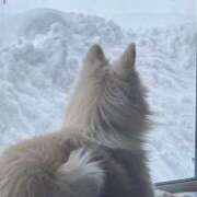 ヒメ日記 2025/01/06 08:58 投稿 まゆ ドMなバニーちゃん すすきの店