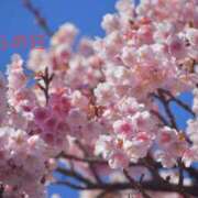 ヒメ日記 2025/03/27 11:06 投稿 有馬みそら セクシーキャット 神田店