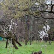 ヒメ日記 2026/03/27 17:23 投稿 白雪ゆうな グランエステ東京 品川（シンデレラグループ）