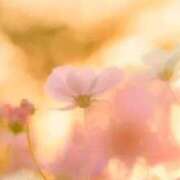 ヒメ日記 2025/11/22 19:15 投稿 みれい 横浜おかあさん