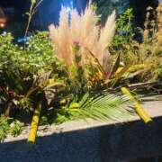 ヒメ日記 2025/09/23 09:00 投稿 せりか 奥鉄オクテツ兵庫