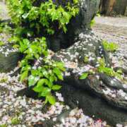 ヒメ日記 2026/04/10 22:00 投稿 せりか 奥鉄オクテツ奈良