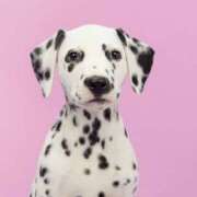 ヒメ日記 2025/03/19 19:16 投稿 森田 MadameRest(マダムレスト)