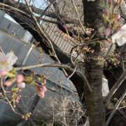 ヒメ日記 2025/03/27 10:33 投稿 森田 MadameRest(マダムレスト)