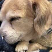 ヒメ日記 2025/03/30 08:40 投稿 森田 MadameRest(マダムレスト)