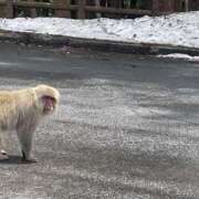 ヒメ日記 2025/04/11 14:58 投稿 森田 MadameRest(マダムレスト)