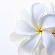 ヒメ日記 2025/04/25 21:17 投稿 森田 MadameRest(マダムレスト)