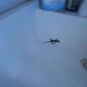 ヒメ日記 2025/08/03 11:42 投稿 森田 MadameRest(マダムレスト)