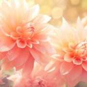 ヒメ日記 2025/08/17 00:24 投稿 森田 MadameRest(マダムレスト)