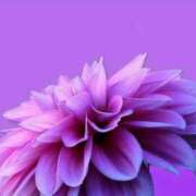 ヒメ日記 2025/08/18 03:49 投稿 森田 MadameRest(マダムレスト)