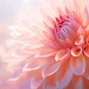 ヒメ日記 2025/08/22 02:42 投稿 森田 MadameRest(マダムレスト)