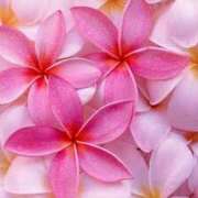 ヒメ日記 2025/08/23 03:07 投稿 森田 MadameRest(マダムレスト)