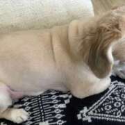 ヒメ日記 2025/09/11 11:47 投稿 森田 MadameRest(マダムレスト)