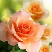 ヒメ日記 2025/09/23 02:46 投稿 森田 MadameRest(マダムレスト)