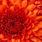 ヒメ日記 2025/10/11 18:52 投稿 森田 MadameRest(マダムレスト)