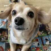 ヒメ日記 2025/12/16 13:12 投稿 森田 MadameRest(マダムレスト)