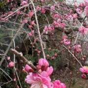 ヒメ日記 2026/02/25 13:00 投稿 森田 MadameRest(マダムレスト)