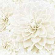 ヒメ日記 2026/03/08 02:45 投稿 森田 MadameRest(マダムレスト)