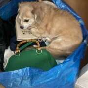 ヒメ日記 2026/03/16 22:16 投稿 森田 MadameRest(マダムレスト)