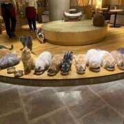 ヒメ日記 2025/08/05 19:21 投稿 レム 千葉美女革命