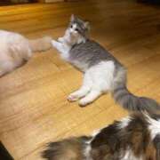 ヒメ日記 2025/08/06 11:16 投稿 レム 千葉美女革命