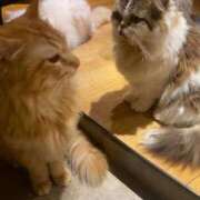 ヒメ日記 2025/08/07 11:04 投稿 レム 千葉美女革命