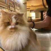 ヒメ日記 2025/09/18 12:34 投稿 レム 千葉美女革命