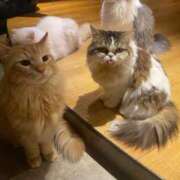 ヒメ日記 2025/10/09 09:02 投稿 レム 千葉美女革命