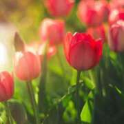 ヒメ日記 2025/03/30 08:49 投稿 いくら 熟女の風俗最終章 仙台店