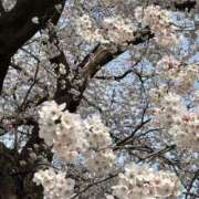 ヒメ日記 2025/04/12 18:04 投稿 いくら 熟女の風俗最終章 仙台店