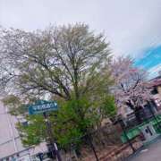 ヒメ日記 2025/04/25 01:46 投稿 月島　紫園 エンジェルコースト